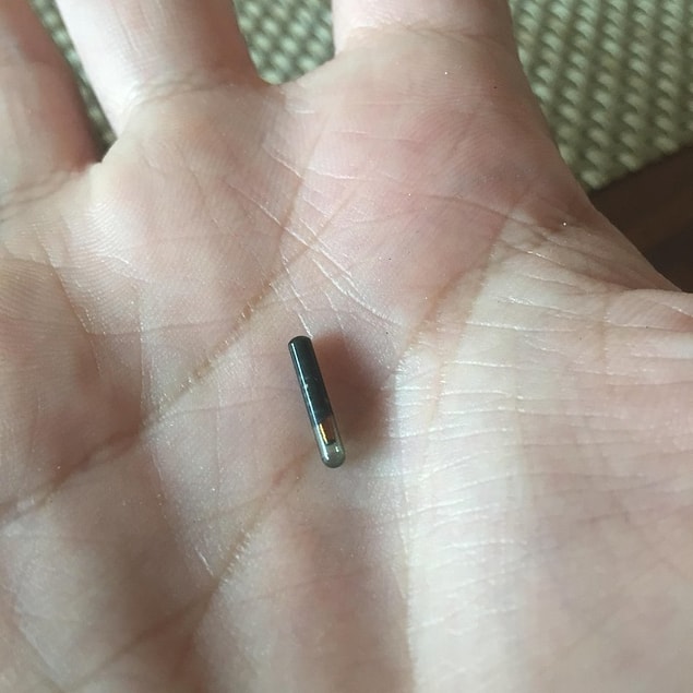 12. "Bunu yemeğimin içinde buldum. Bir parça ete saplanmıştı. Ne olduğunu bilen var mı?"