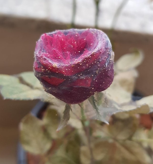 22. Роза, укутанная паутиной