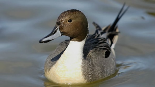 12. Как называют самку селезня?