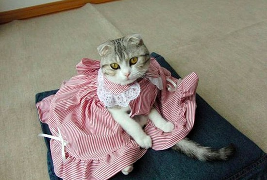 Тест: Знаете ли вы правильные названия самок привычных нам животных и птиц?