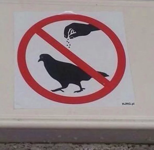 "Не солите, пожалуйста, птиц!"