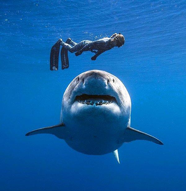 10. Bir büyük beyaz köpek balığı ve bir dalgıcın oluşturduğu harika kare.