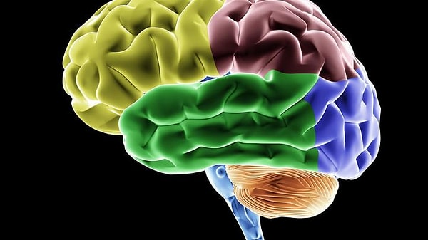 4. К какой системе органов относится мозг?