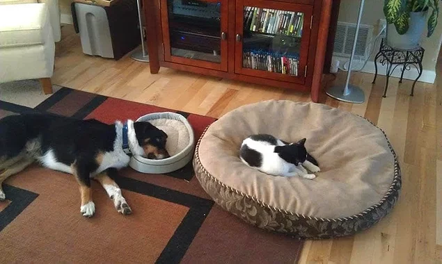 Коту - лучшая кровать. Всегда.