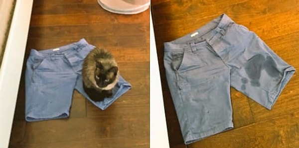 14. Хозяин, эти шорты тебе не идут.