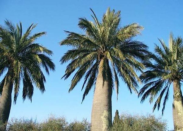 10. Что из этого растет на пальме??