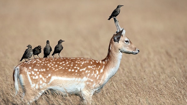 6. Какой микроорганизм живет в симбиозе с человеком?