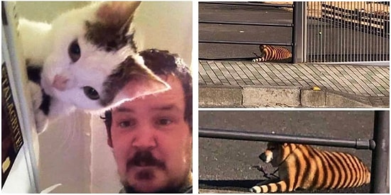 Doğru Anda Yakalanınca Olduğundan Bambaşka Şeylere Dönüşmüş 17 Enteresan Kare