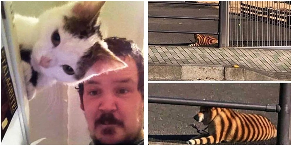 Doğru Anda Yakalanınca Olduğundan Bambaşka Şeylere Dönüşmüş 17 Enteresan Kare