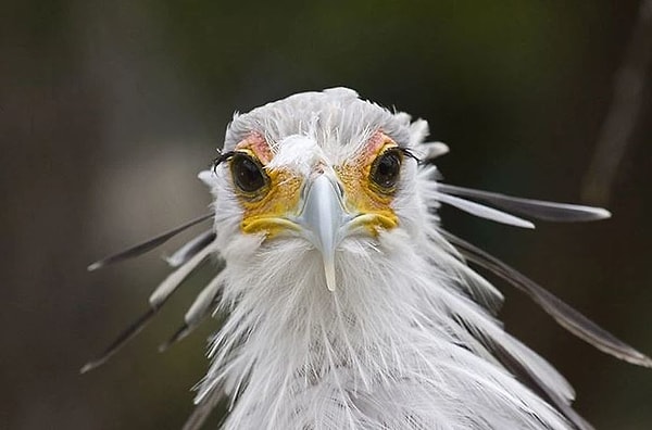 Самка откладывает 2 - 3 овальных яйца и через 1,5 месяца на свет появляются птенцы.