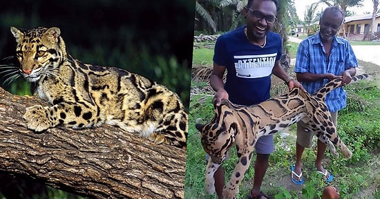 Vahşetin Böylesine Söylenecek Söz Yok! Nadir Görülen Bulutlu Pars'ı Öldürüp Cansız Bedeniyle Poz Veren Kaçak Avcılar