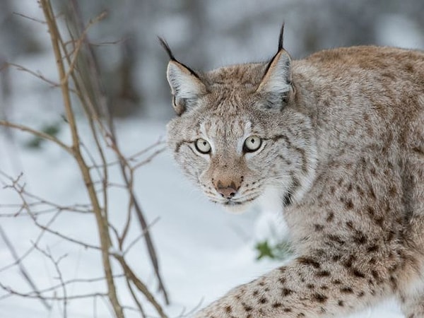 1. Выберите рысь: