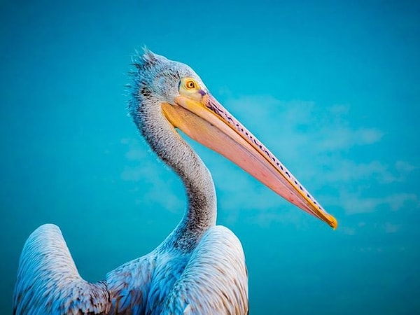 2. Выберите пеликана: