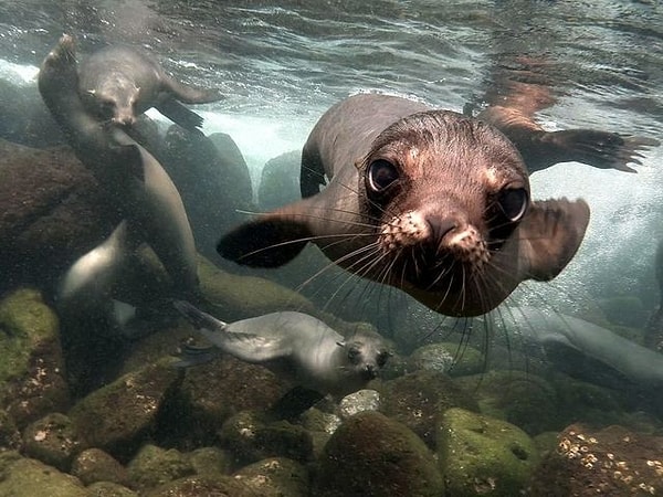 4. Выберите тюленя: