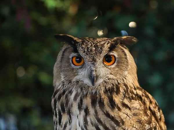 7. Выберите сову: