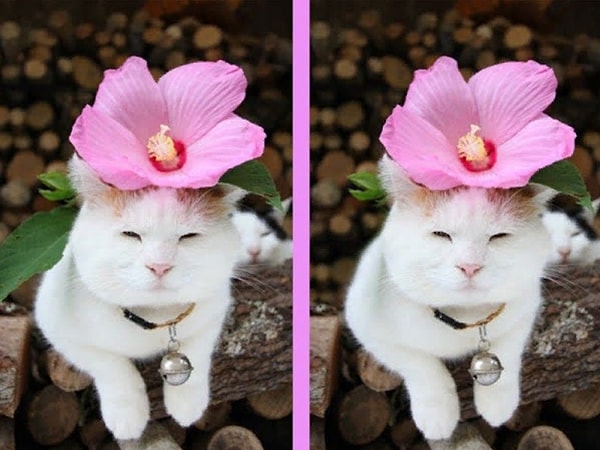 4. Нашли отличие?