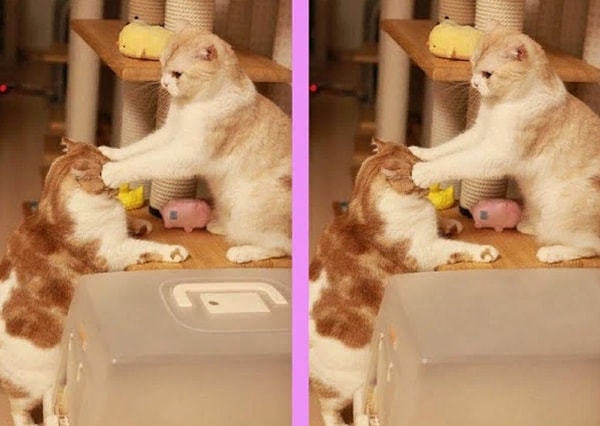 7. Нашли отличие?