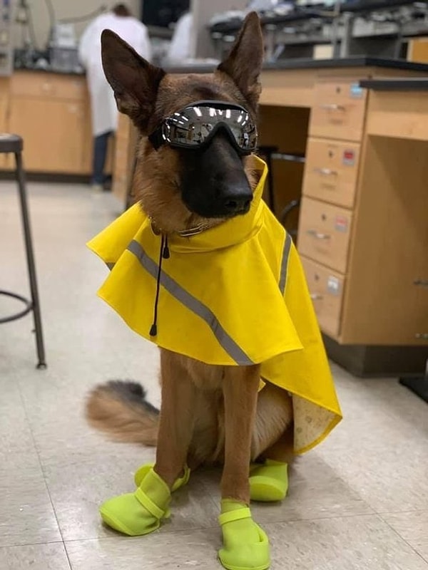 14. Собака, которая работает в лаборатории