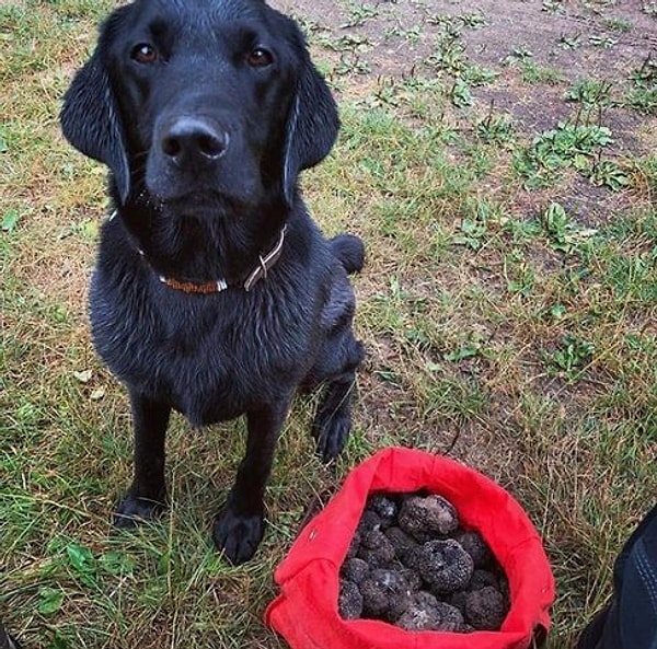 17. Охотничья собака для поиска трюфелей со своей добычей