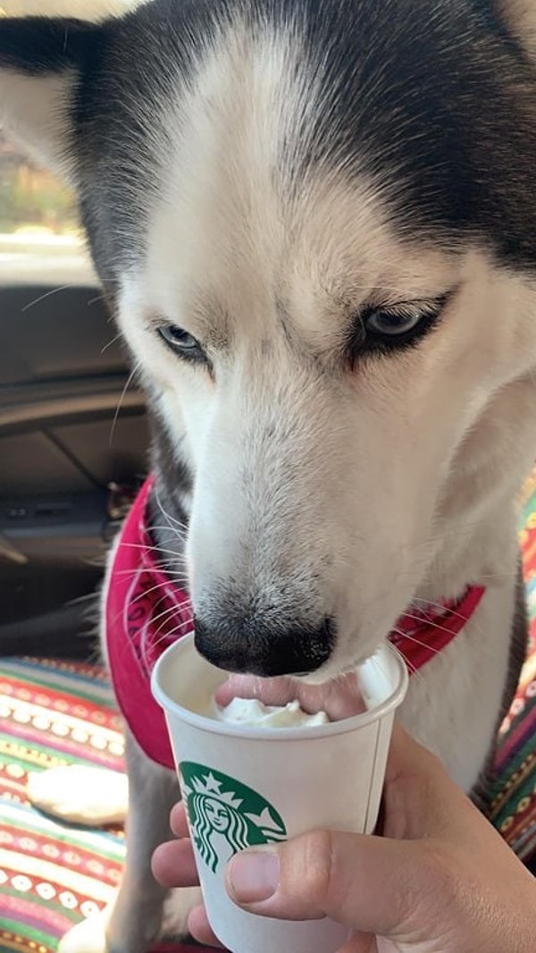 5. Мороженка с пальцем хозяина