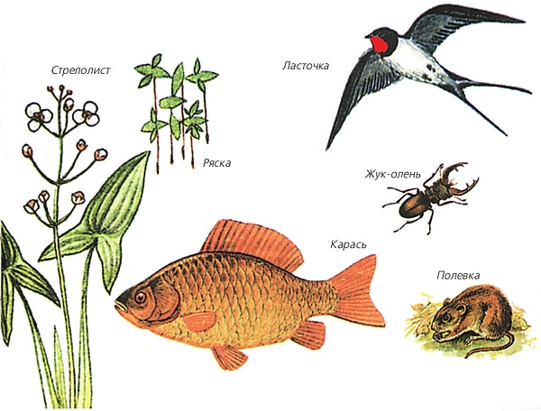 4. Почему живые системы считаются открытыми?