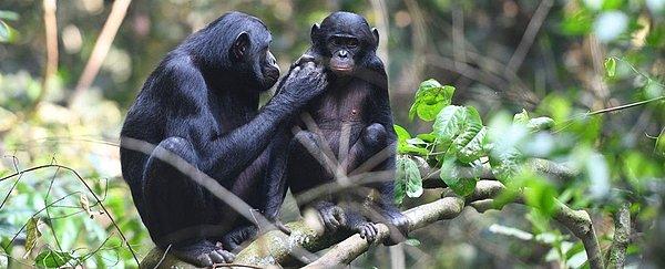 Current Biology Magazine'de bu Pazartesi yayımlanan bir çalışmaya göre cüce şempanze anneleri erkek yavrusunun çiftleşme sürecinde birçok farklı davranış sergiliyorlar. Peki nasıl davranışlardan bahsediyoruz?