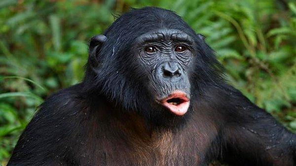 Annelerin varlığı oldukça önemli. 2010 yılında yapılan çalışmaya göre Surbeck ve eş yazarları, erkek cüce şempanzelerin anneleri yanlarında olmadığı zamanlarda grubun dışında kaldıklarını gözlemlediler.