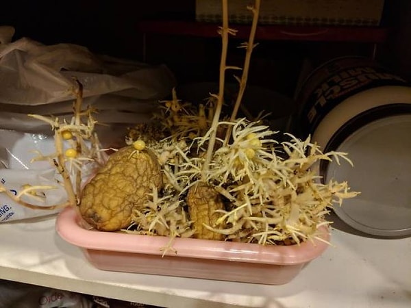 7. "Картофель моей соседки зацвел"