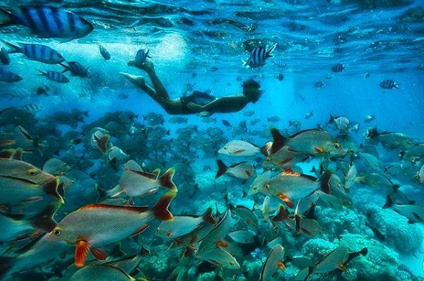 2. Fransız Polinezyası'nda bulunan nefes kesen adaların bulunduğu denizin muhteşem su altı dünyası...