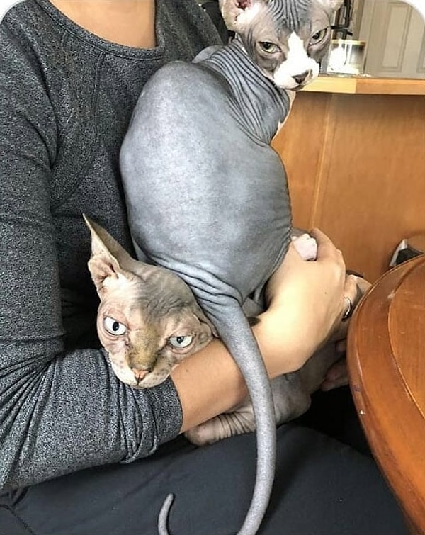 5. Суровые сфинксы