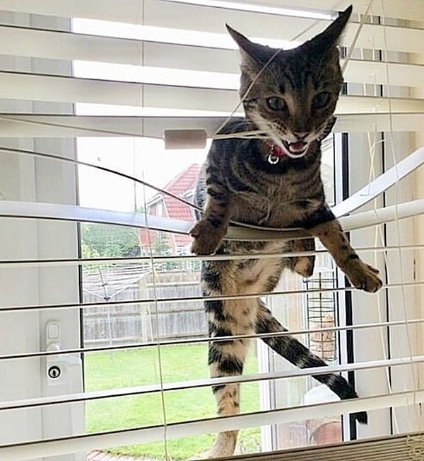 15. Вот такое странное увлечение