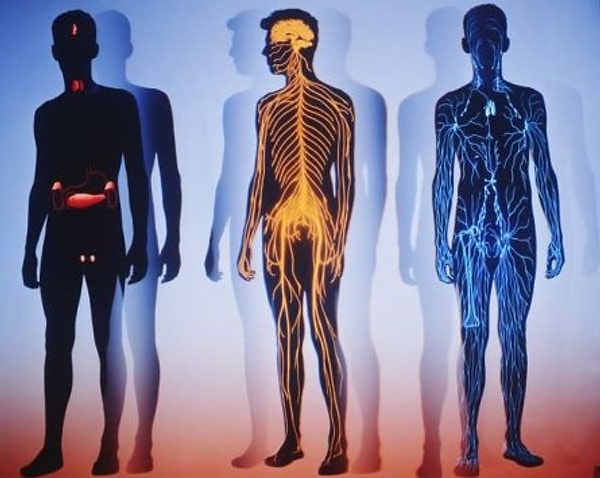 10. Какой человеческий орган самый горячий и имеет температуру 40 градусов?