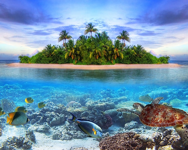 4. Одно из этих редких животных НЕ обитает в Австралии. Какое?