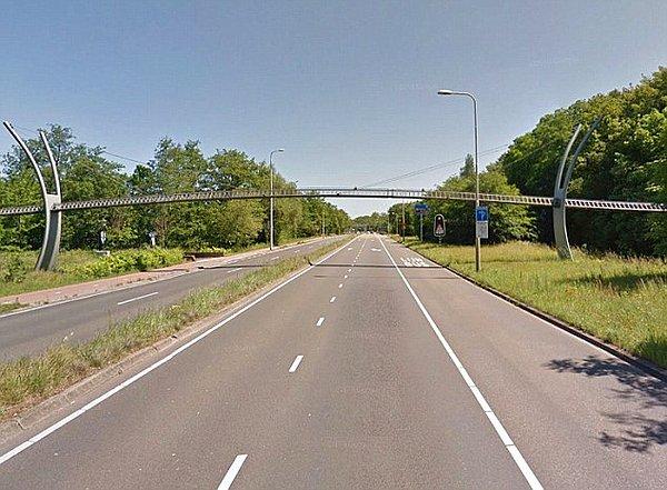 11. Hollanda'da sadece sincaplar için yapılmış bir köprü vardır.
