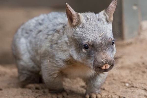 3. Какашки вомбата имеют кубическую форму.