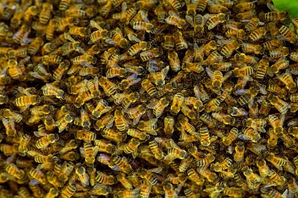 4. Медовые пчелы «ходят по-большому» во время так называемых «очистительных облётов».