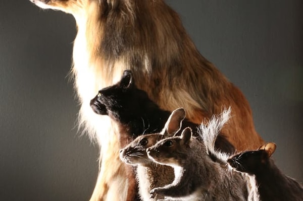 8. Маленькие животные справляют большую нужду быстрее, чем те, что покрупнее.