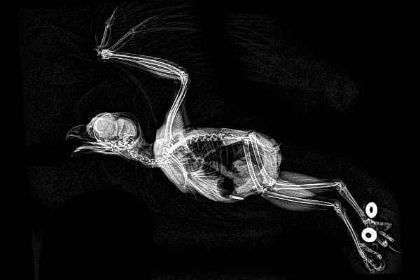 8. Что за птичка?