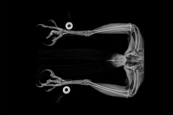 14. И последнее: чья тушка?