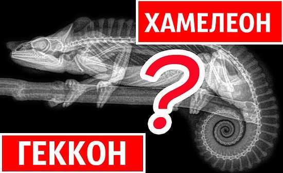 Тест: Вашей эрудиции интуиции нет предела, если отгадаете животных под рентгеном на 14/14