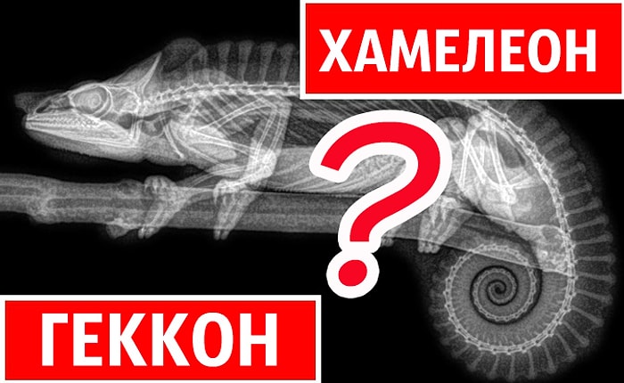 Тест: Вашей эрудиции интуиции нет предела, если отгадаете животных под рентгеном на 14/14