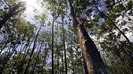Diplomadan Önemli Şeyler Var: Filipinler'de Öğrencilere Mezuniyet İçin 10 Ağaç Dikme Şartı