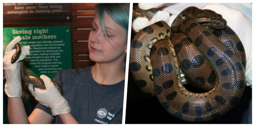 Tutsak Dişi Anakonda Yalnızca Dişi Yılanların Bulunduğu Bir Yerde Kendi Kendine Hamile Kaldı