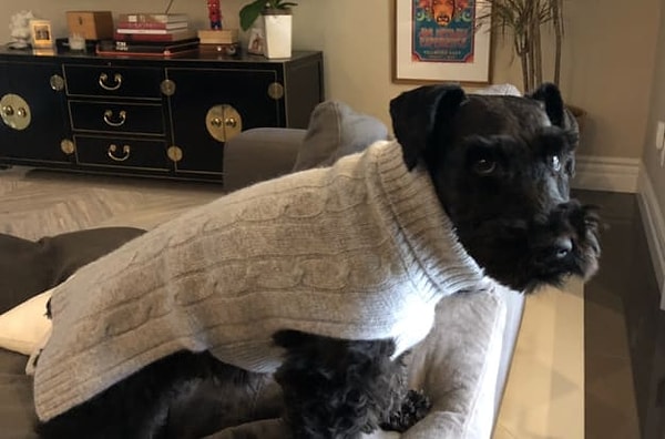 8. Какая звезда приютила этого педанта в белом бадлоне?