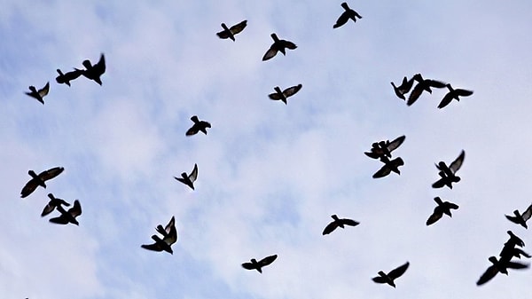 6. Назовите самую крупную птицу после страуса