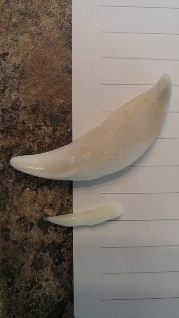 15. Клык собаки и кошки