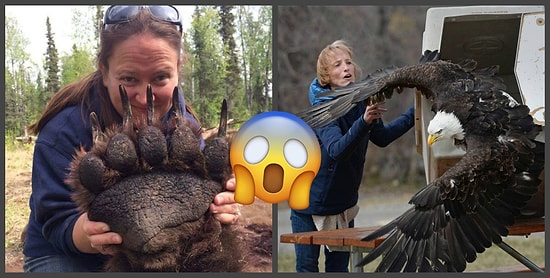 Все познается в сравнении: Снимки животных, на которых отчетливо видны габариты братьев наших меньших