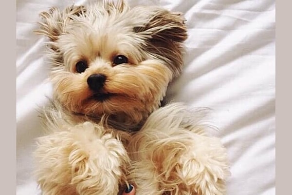 1. Если бы вы могли забрать себе только одного из этих милых щеночков, то кого бы вы выбрали?