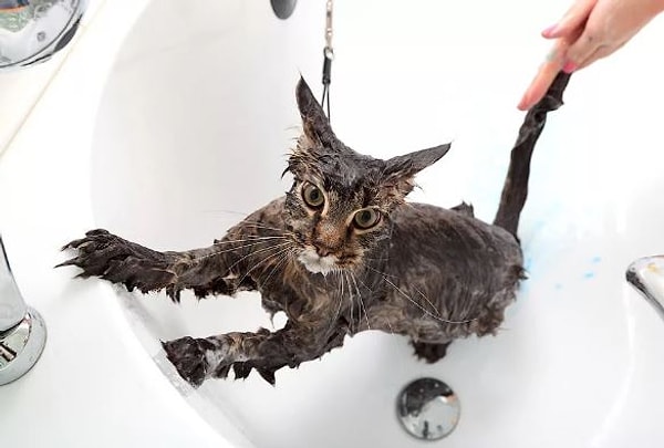 2. В каких случаях, животное дергает хвостом, а по его спине пробегает дрожь?