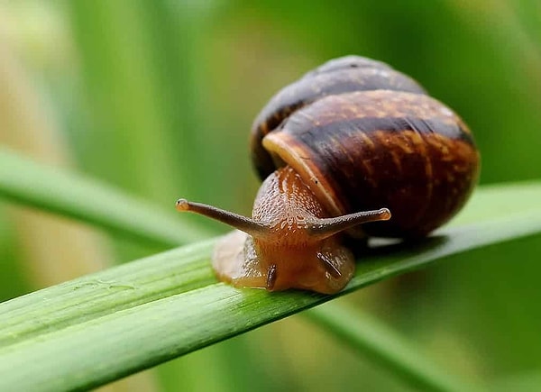 3. Улитка имеет 25000 зубов.